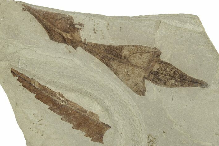Multiple Fossil Leaf Plate - Green River Formation, Utah #325586
